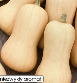 Dynia piżmowa EKO 1szt