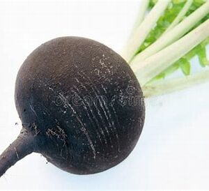 Rzodkiew czarna