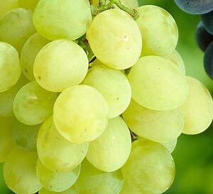 Winogrono bezpestkowe jasne