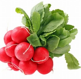 Rzodkiewka  EKO pęczke