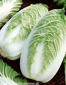 Kapusta pekińska EKO 1szt (ok 0