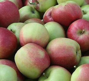 Jabłka ligol