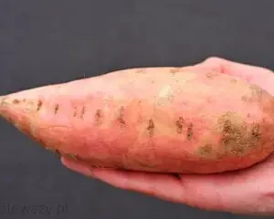 Bataty pomarańczowe EKO 1 kg