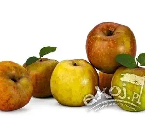 Jabłka Szara Reneta