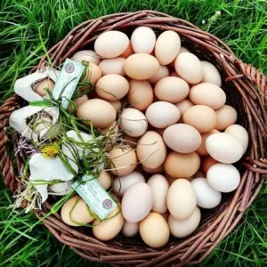Jaja od Sebastiana (10 sztuk)