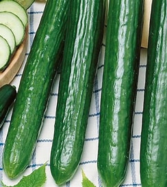 Ogórek zielony długi