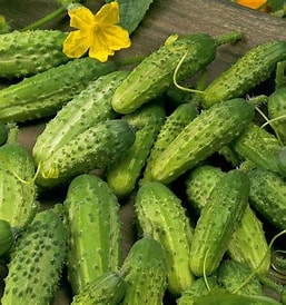 Ogórek gruntowy EKO 500g