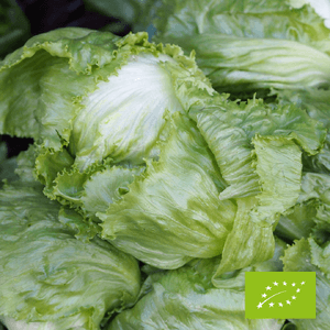 Sałata LODOWA EKO 1szt