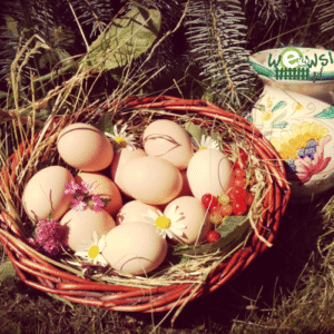 Eko jaja ze wsi Kluki (10 sztuk)